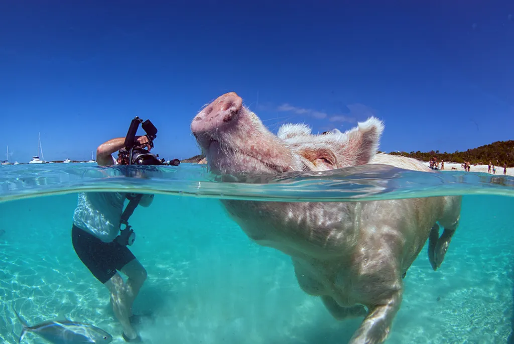 Fotó: Frogfish Photography / Barcroft / Northfoto 