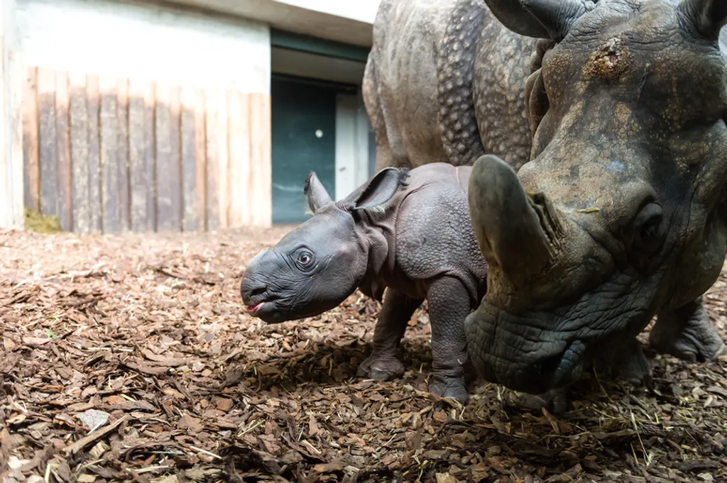 Fotó: Zoo Basel 