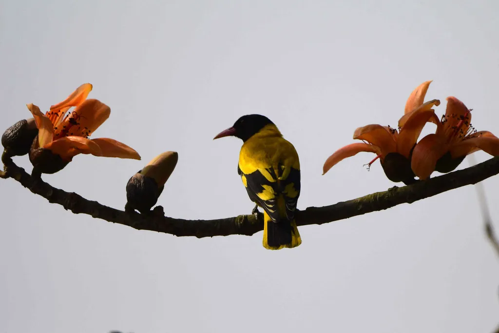 Forrás: NurPhoto via AFP/Anuwar Hazarika/NurPhoto/Anuwar Hazarika