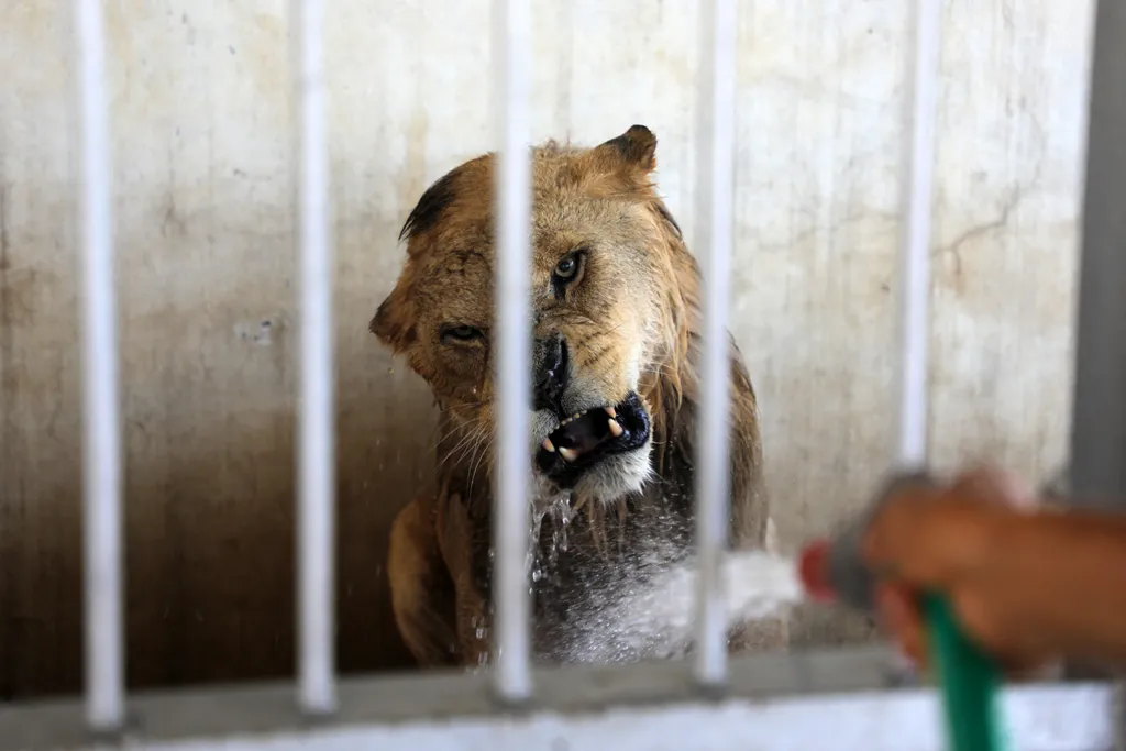 Forrás: NurPhoto via AFP/Majdi Fathi/NurPhoto/Majdi Fathi