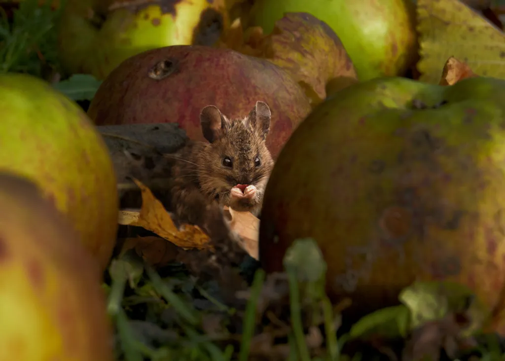 Alan Price / IGPOTY 
