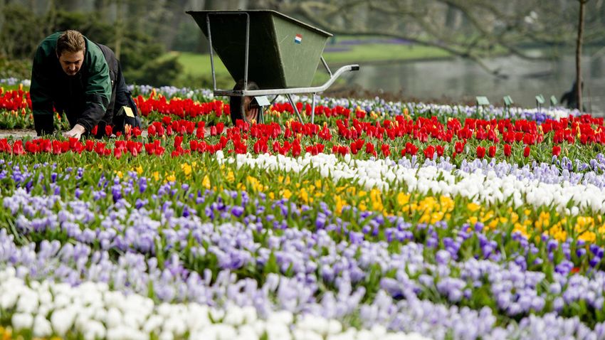 Tulipánmezők Hollandiában