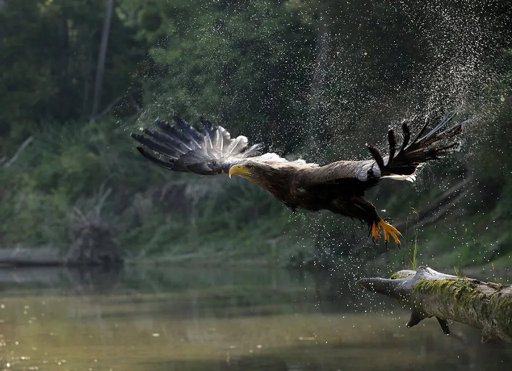 Fotó: National Geographic 