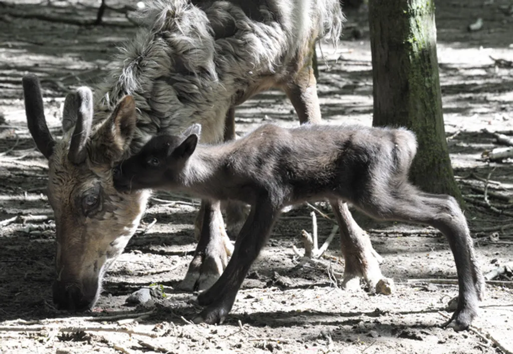 Fotó: Nyíregyházi Állatpark 