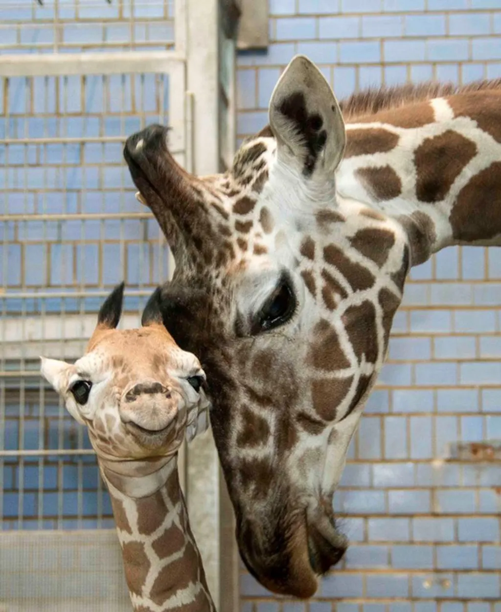 Zoo Berlin 