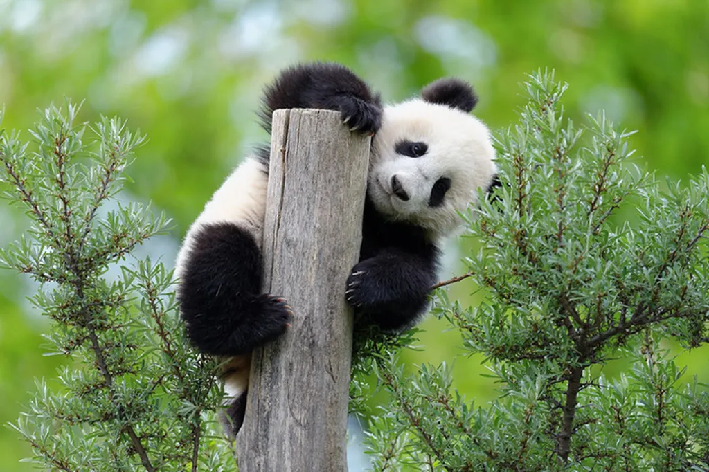 Fotó: Norbert Potensky / Zoo Vienna Schönbrunn 