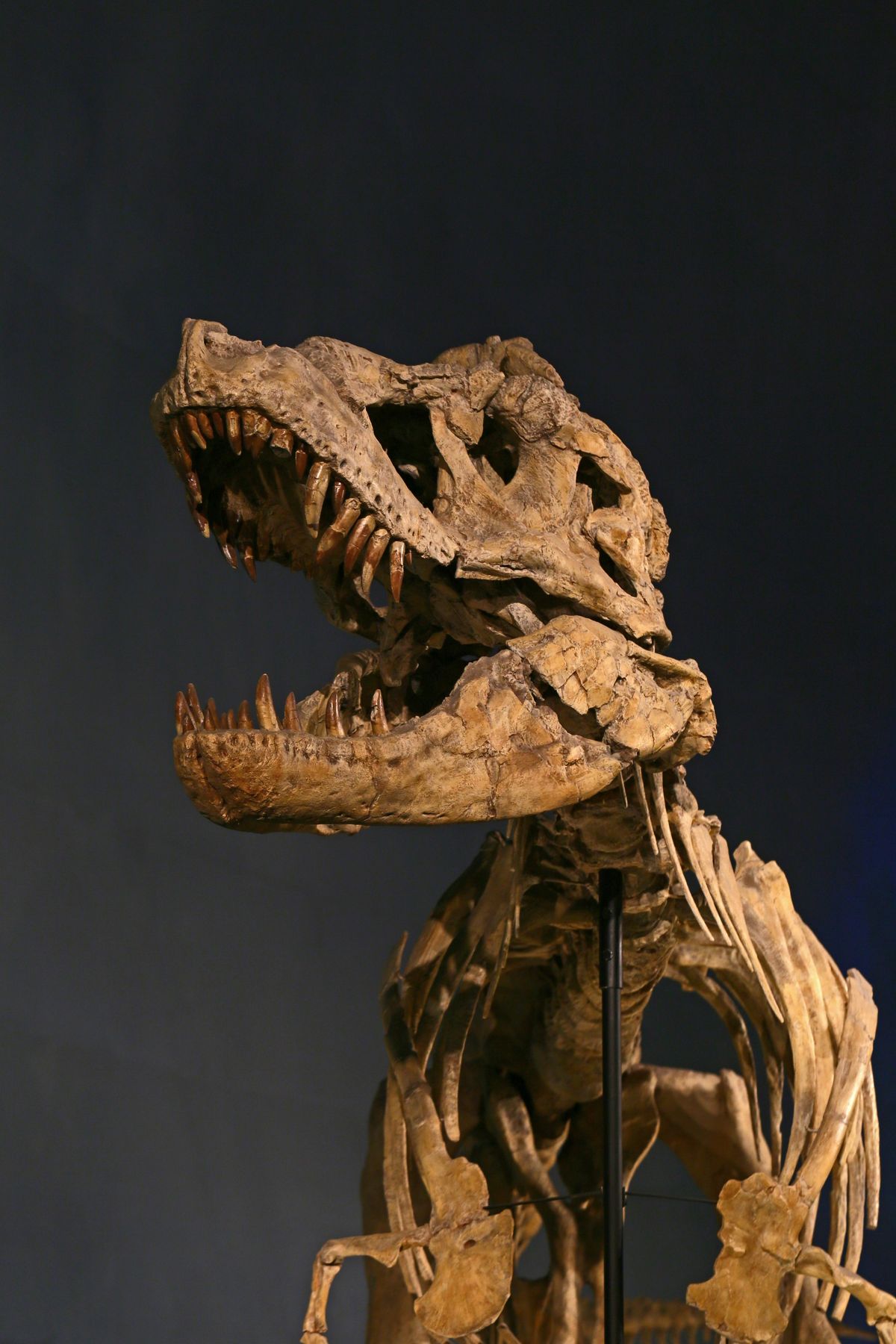 A dinóbőr alapjául szolgáló DNS-t egy több mint 30 éve megtalált dinoszaurusz maradványból nyerik ki./Fotó: GettyImages