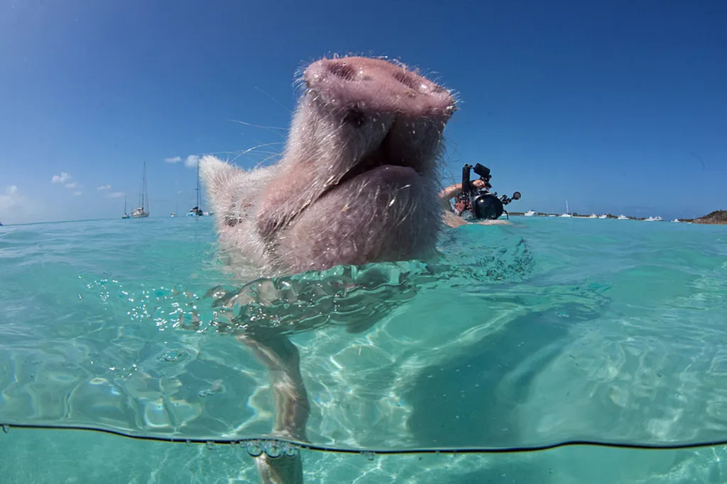 Fotó: Frogfish Photography / Barcroft / Northfoto 