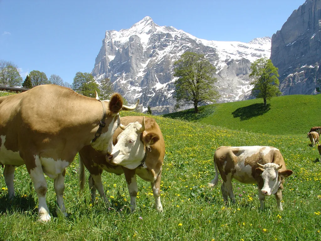 Fotó: Heinz Kaegi / Swiss Image 