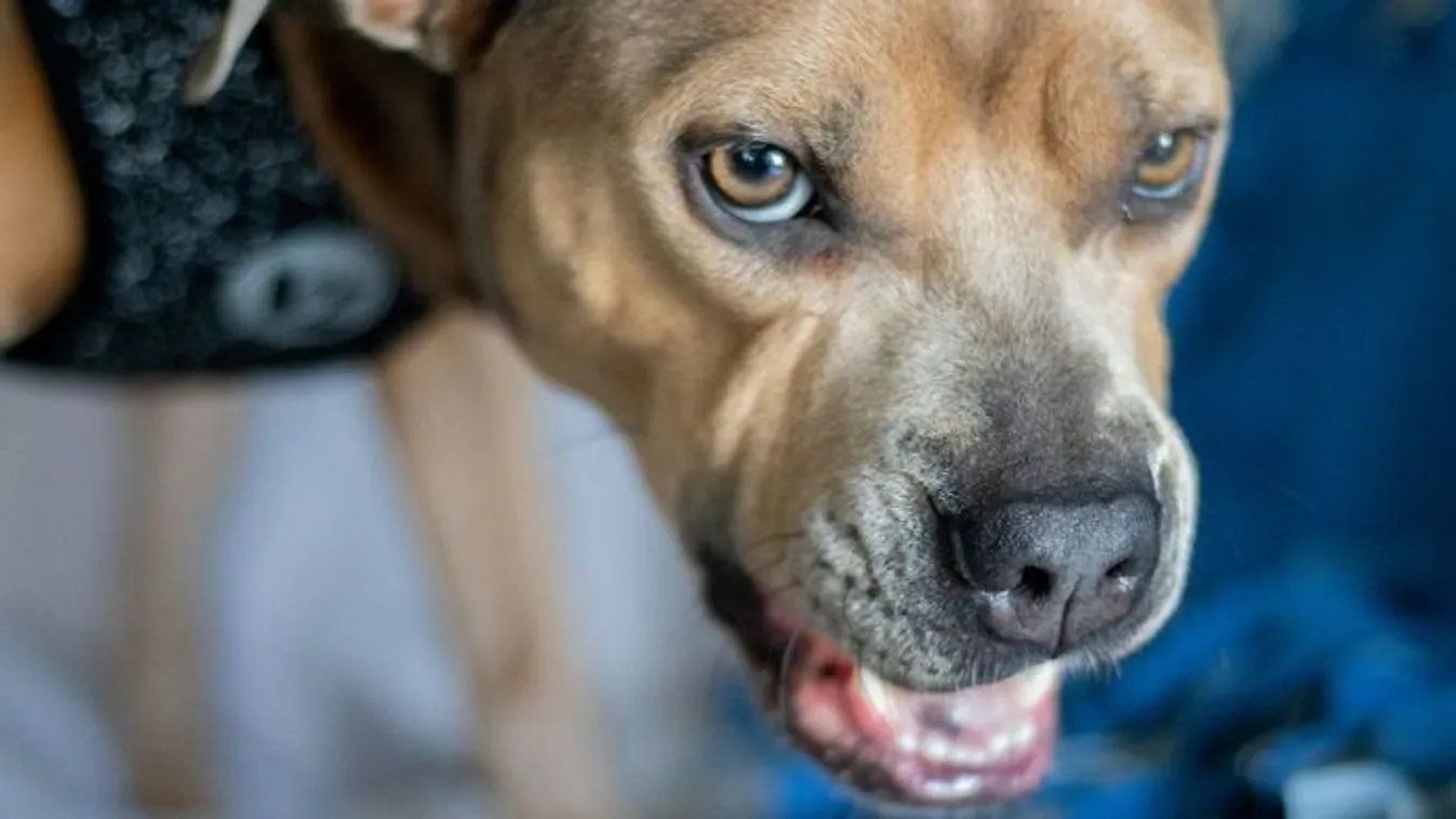 Mindössze négyéves volt a pici Evelin - pitbull kutyák marták halálra a kislányt