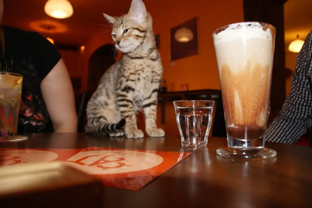 Fotó: Catcafé 