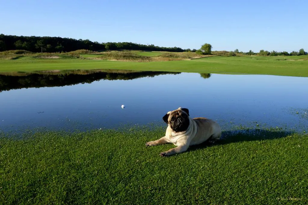 Fotó: Royal Balaton Golf Club 