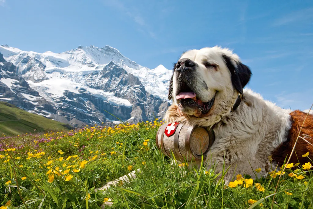 Fotó: Christof Sonderegger / Swiss Image 