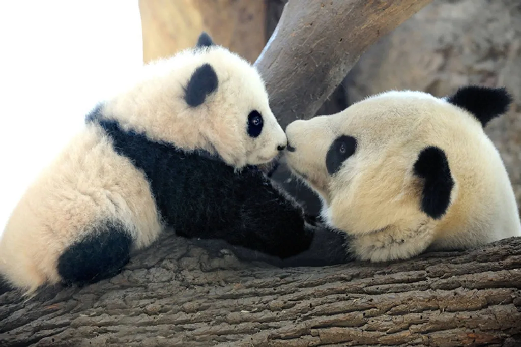 Fotó: Zoo Vienna Schönbrunn 