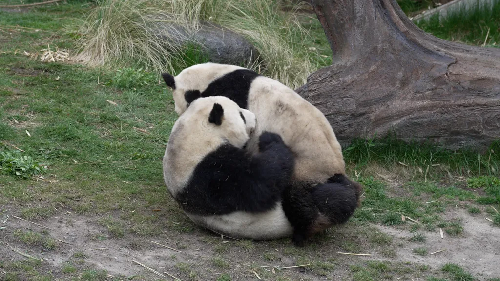 Forrás: Xinhua via AFP/Xinhua News Agency.All Rights Reserved/Anders Kongshaug