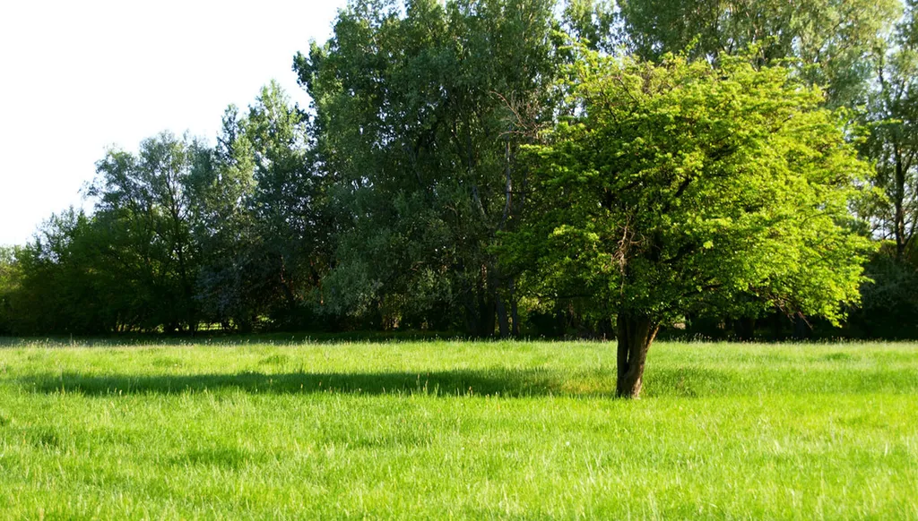 Fotó: birka / Indafotó 