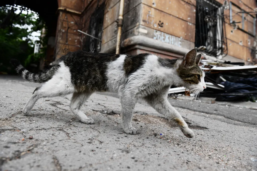 Forrás: Sputnik via AFP/Pavel Lisitsyn