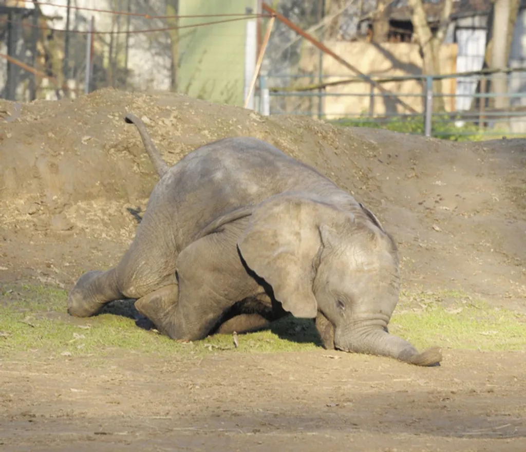 Fotó: Sóstó Zoo - Nyíregyházi Állatpark 