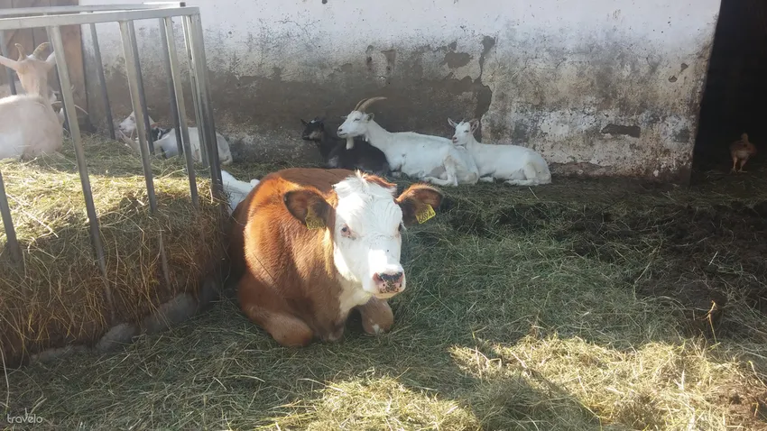 Öt családos tipp az Őrségben