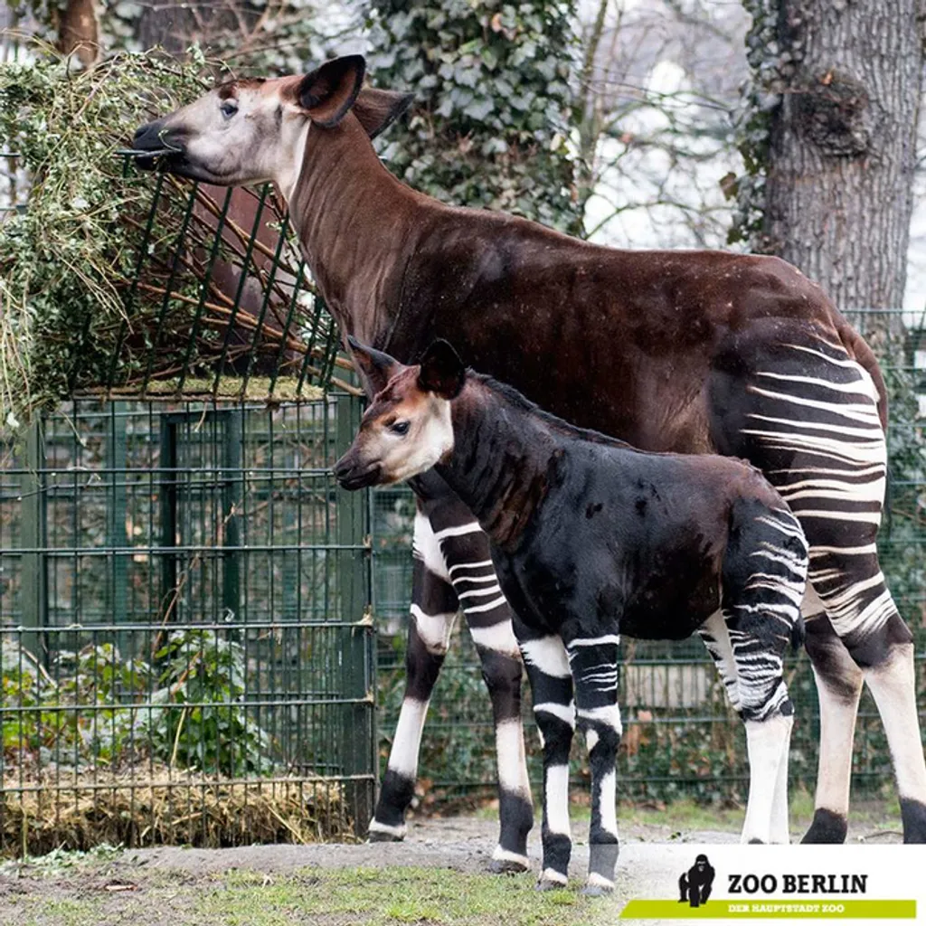 Zoo Berlin 