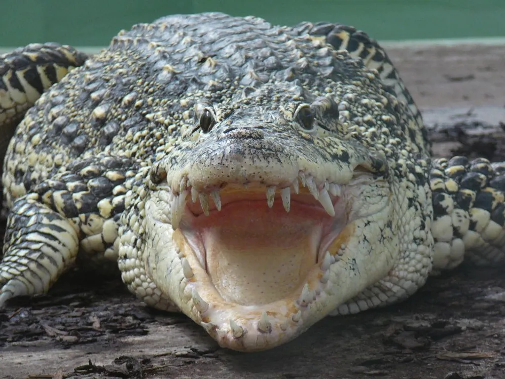 Fotó: Krokodil Zoo 