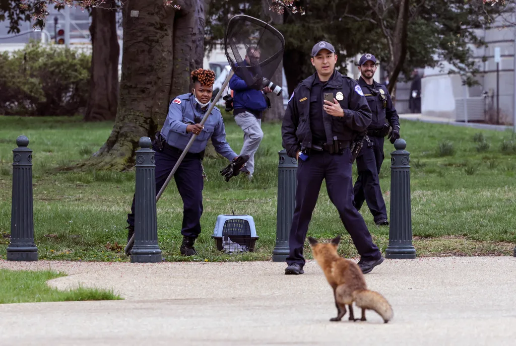 Forrás: Getty Images via AFP/2022 Getty Images/Kevin Dietsch