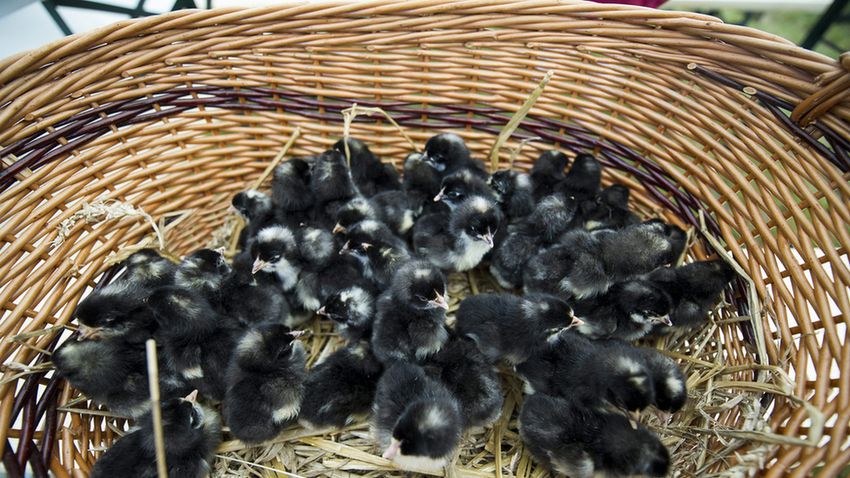 Átadták az Ős-Dráva Látogatóközpontot Szaporcán