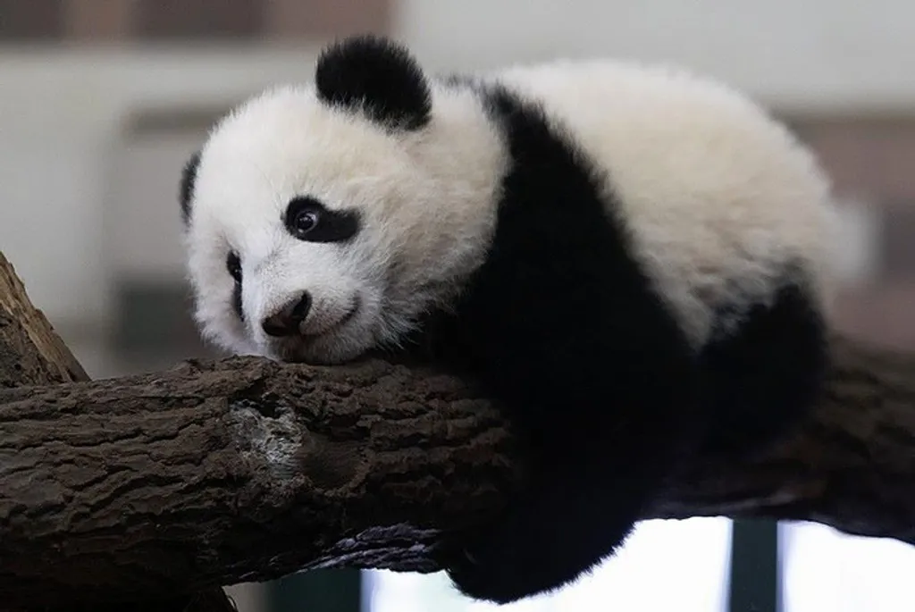 Fotó: Zoo Vienna Schönbrunn 