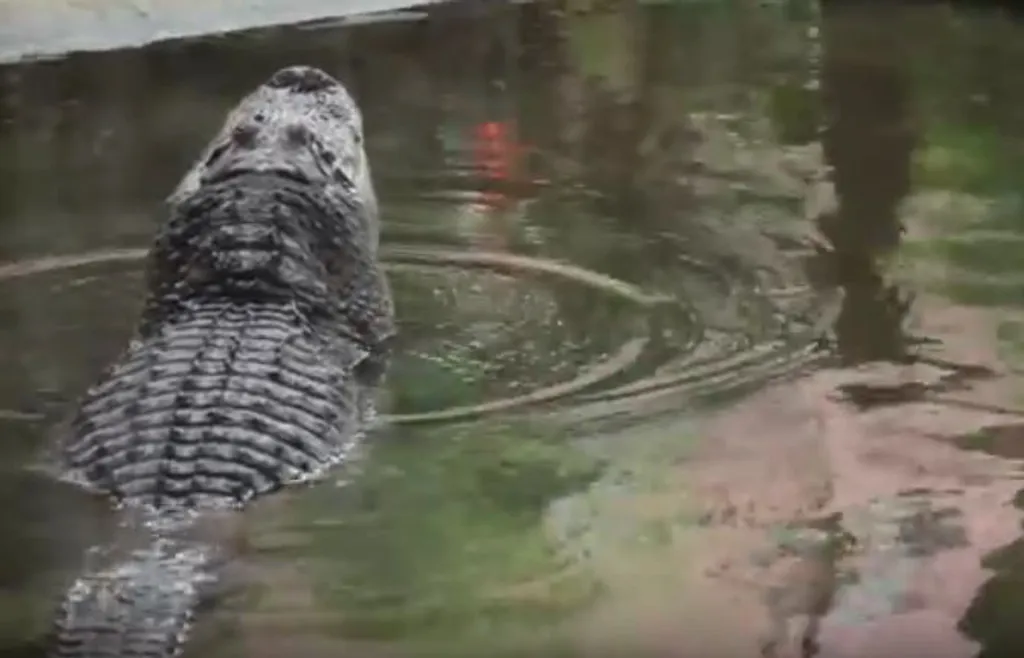 Fotó: Nyíregyházi Állatpark 