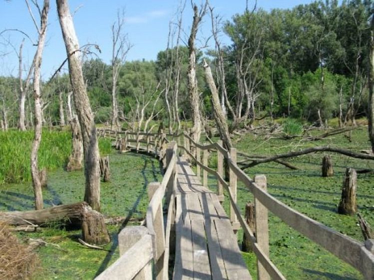Vakmacska strand Lupa