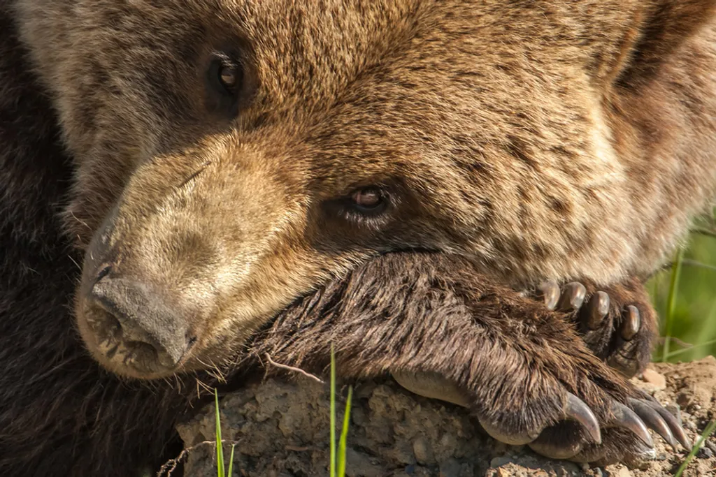 Fotó: Graham Mcgeorge / Barcroft Media / Northfoto 