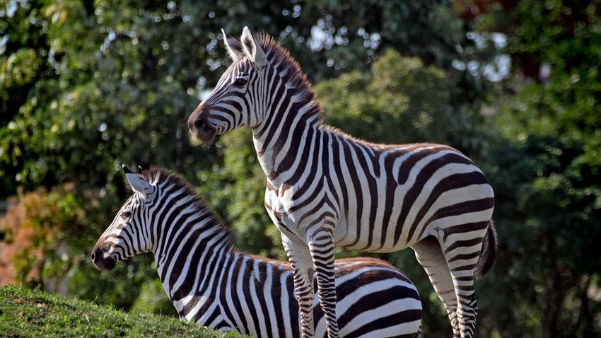 Világkörül a Veszprém Zoo-ban