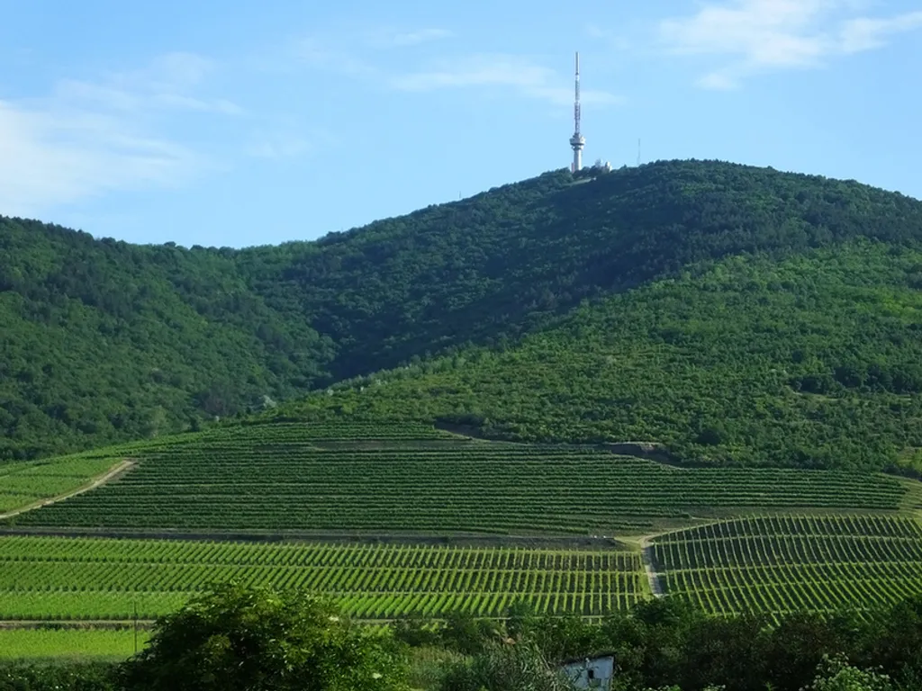 Fotó: Németh Péter / TTHE Tokaj 