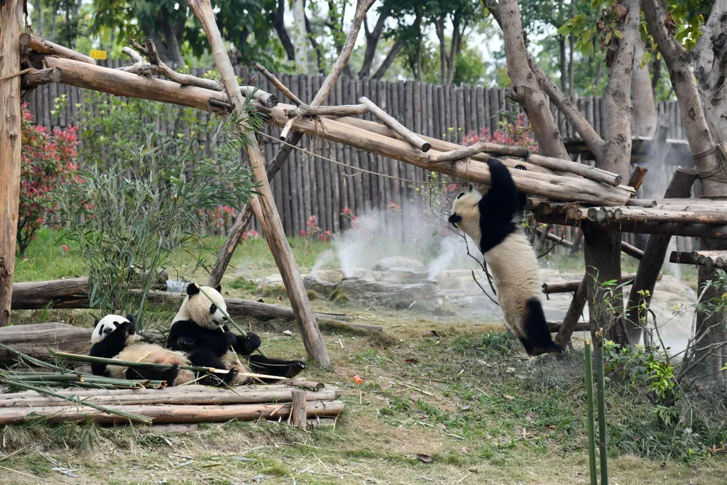 Forrás: Imaginechina via AFP/Stringer