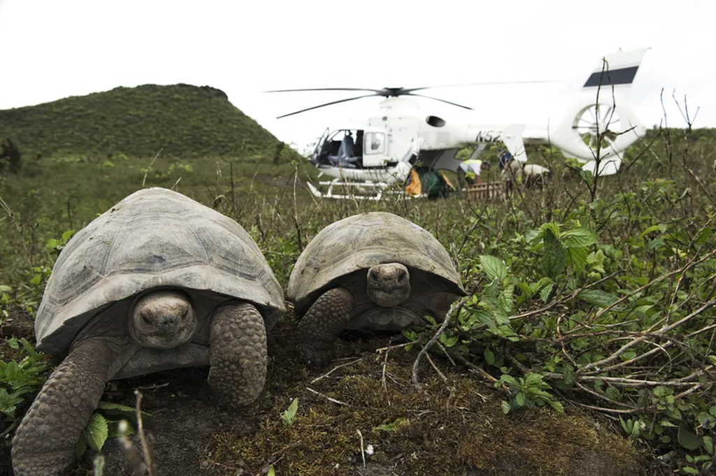 Fotó: Mauricio Handler/solent News / Northfoto 