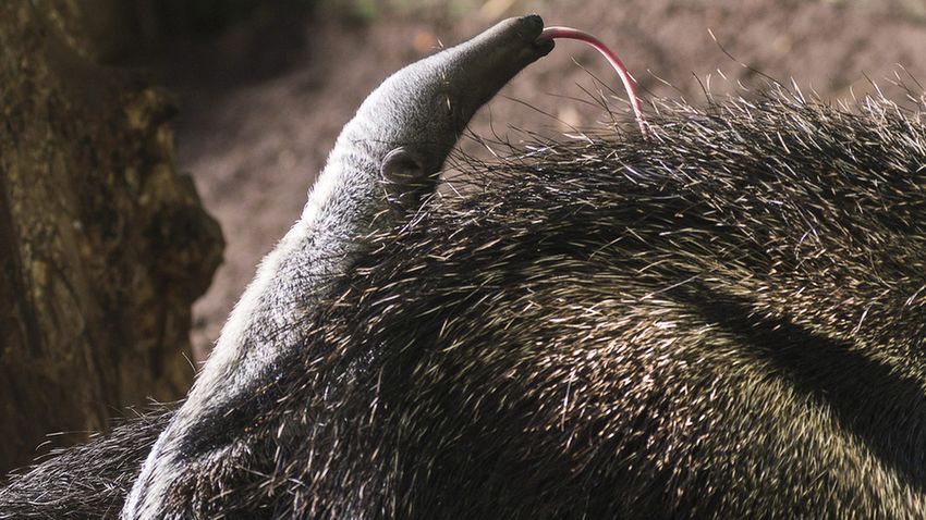 Sörényes hangyász született a Nyíregyházi Állatparkban