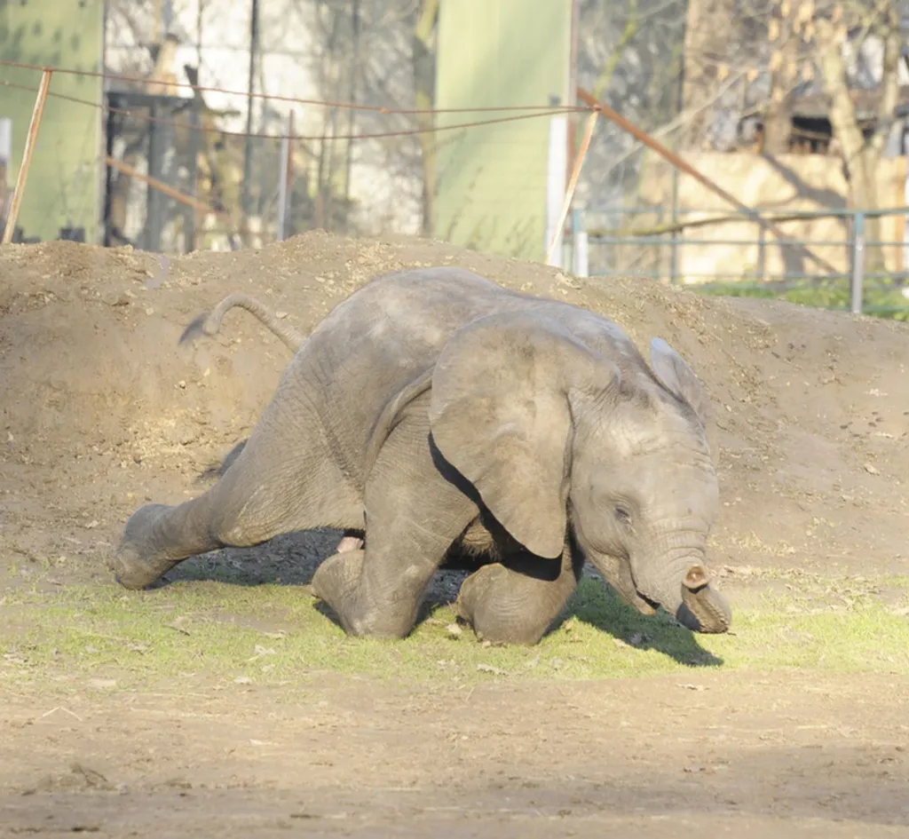 Fotó: Sóstó Zoo - Nyíregyházi Állatpark 