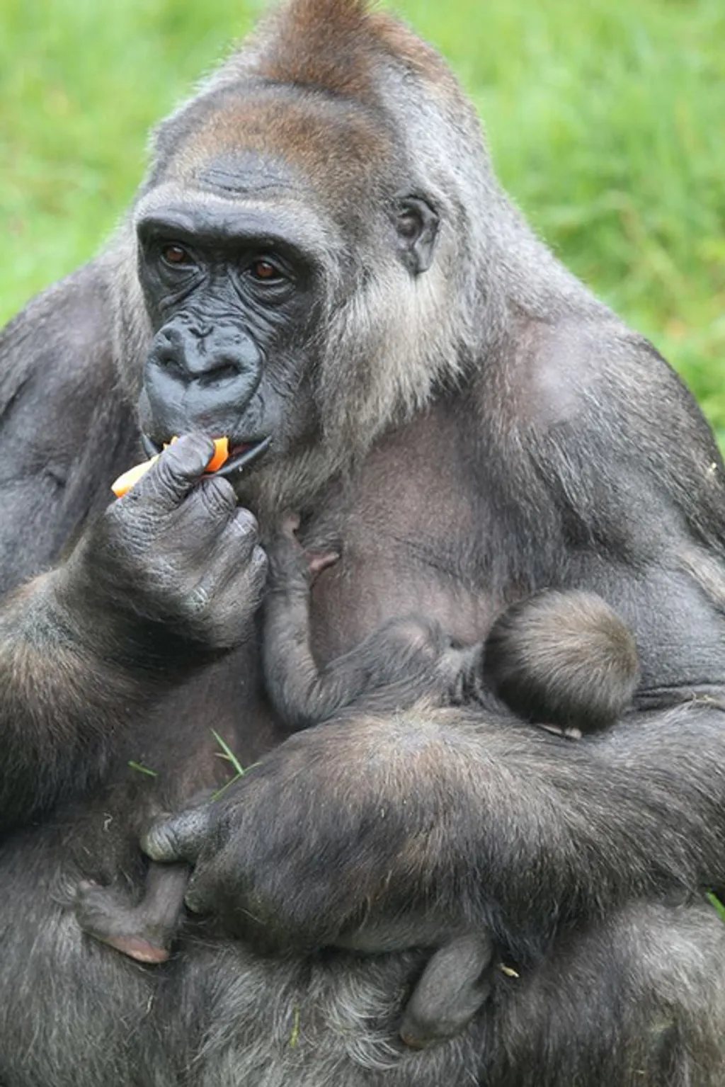 Fotó: Belfast Zoo 