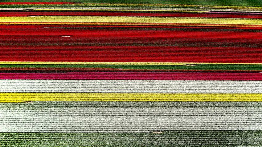 Tulipánmezők madártávlatból