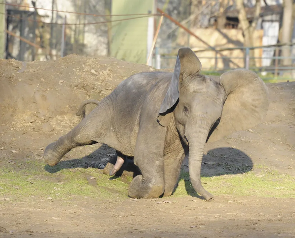 Fotó: Sóstó Zoo - Nyíregyházi Állatpark 