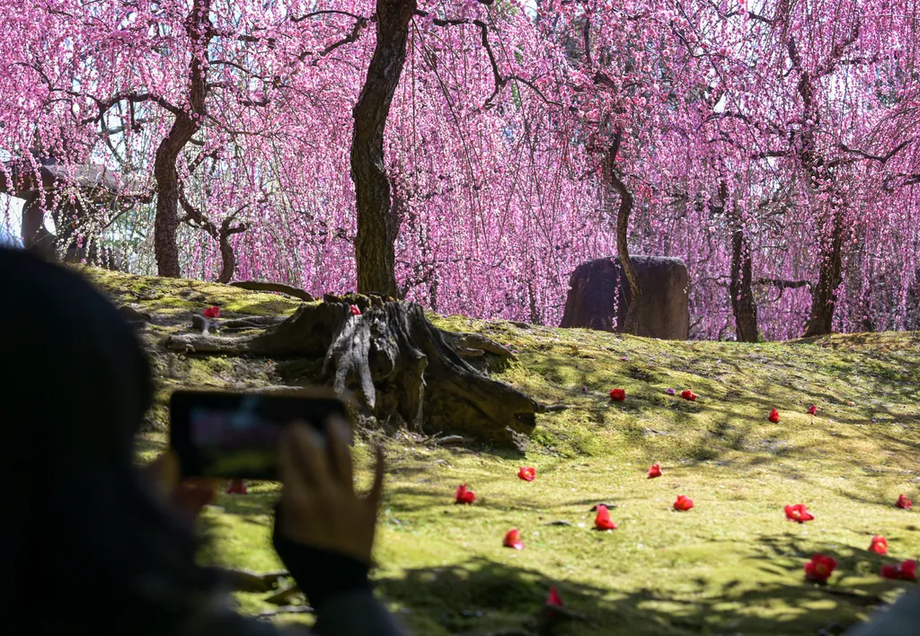 Forrás: The Yomiuri Shimbun via AFP/Yomiuri/Michihiro Kawamura