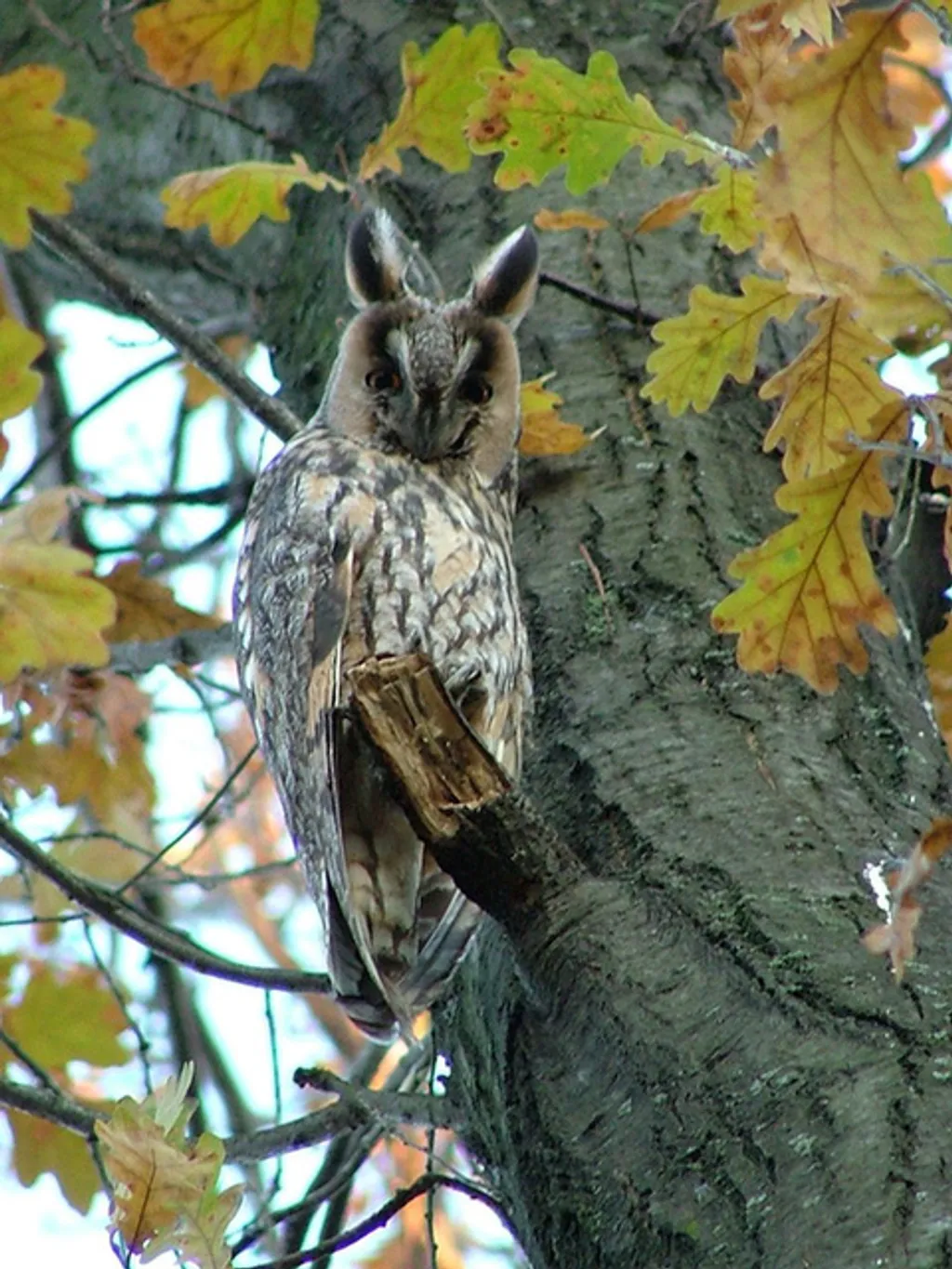 Fotó: Szarvasi Arborétum 