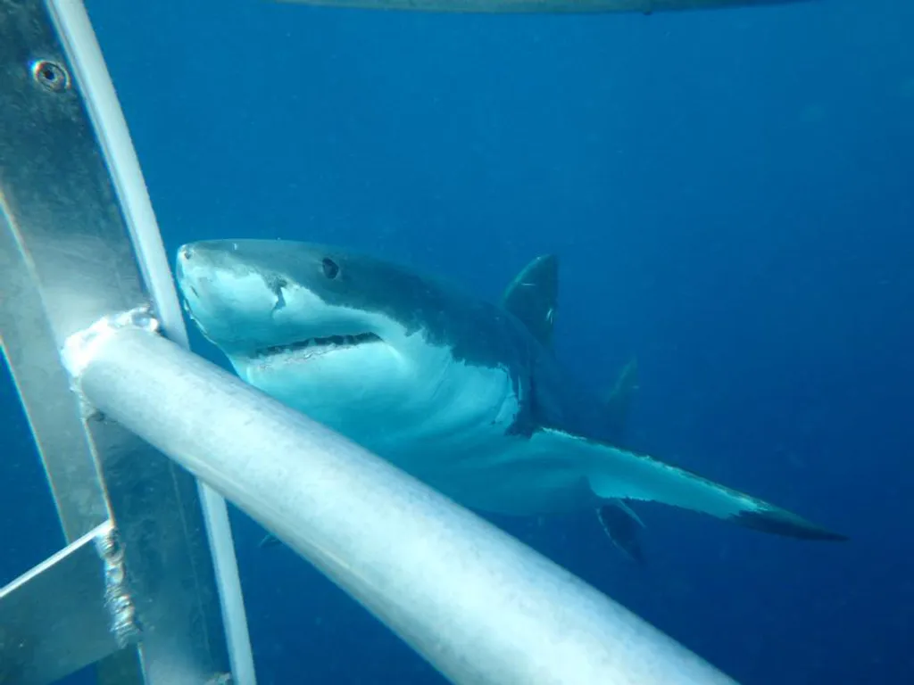 Fotó: Adventure Bay Charters 