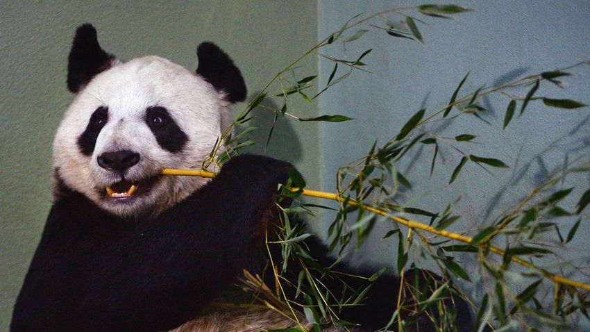 Tian Tian