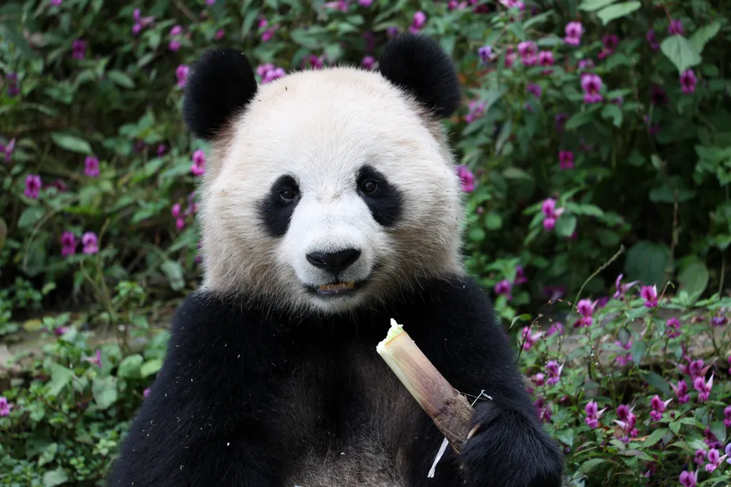 Forrás: Xinhua via AFP/Xinhua News Agency.All Rights Reserved/Chen Juwei