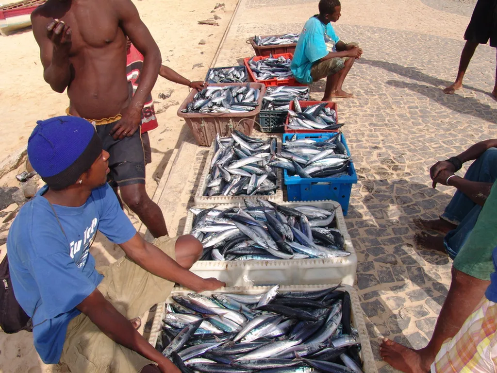 Barracuda Tours 