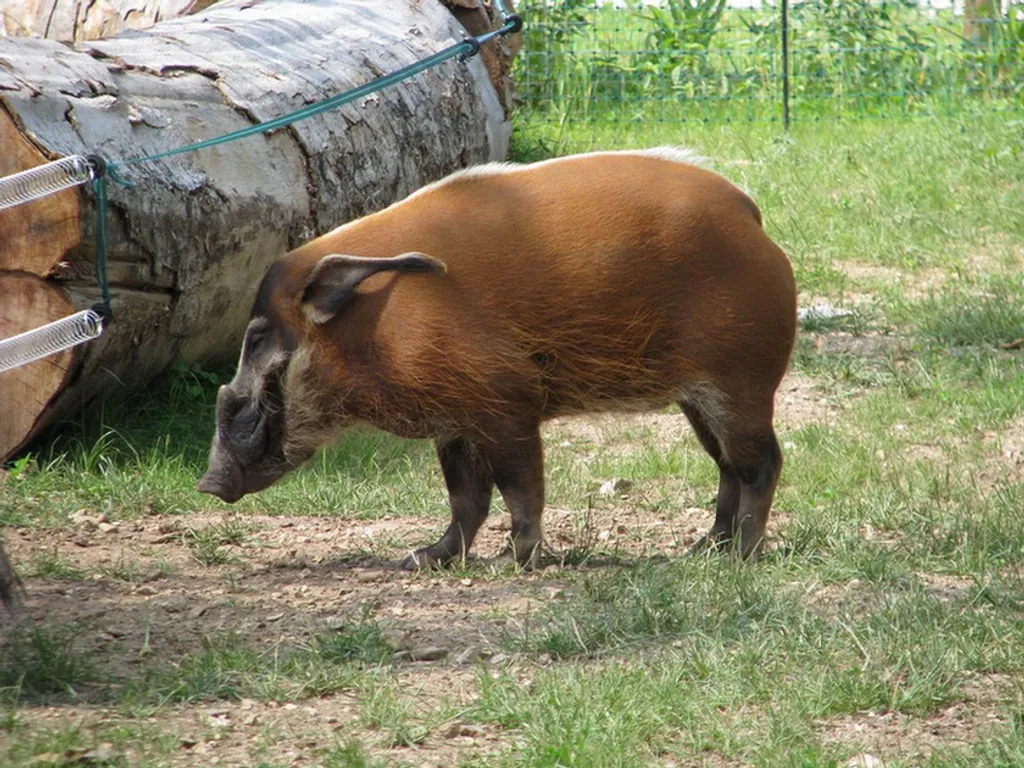 Fotó: balazs3000 / Indafotó 