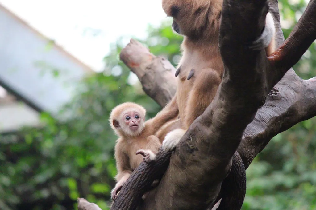 Fotó: Omaha's Henry Doorly Zoo and Aquarium 