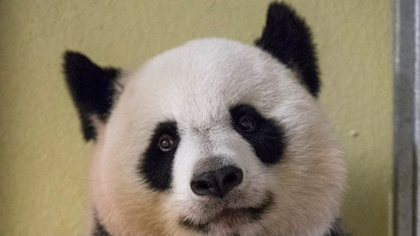 Nevet kapott a francia bébipanda