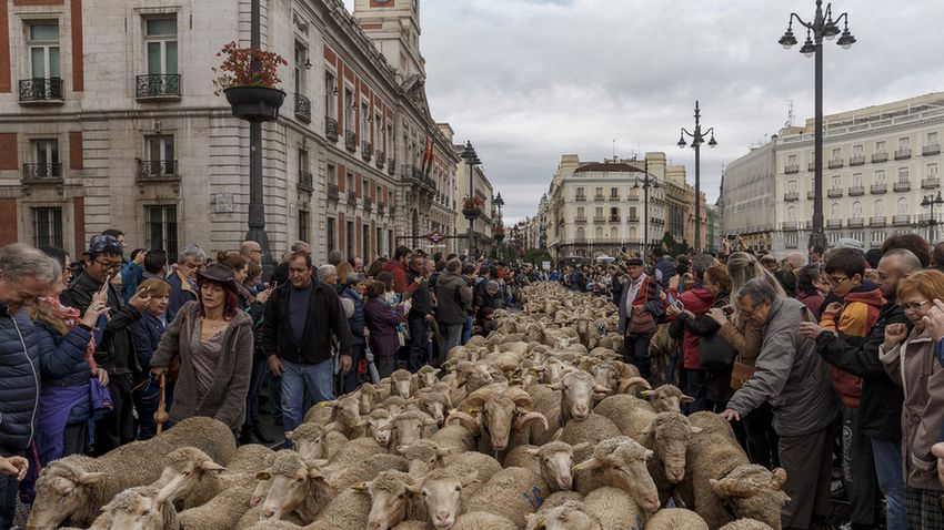 Madrid birkaperspektívából